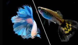 cá betta nuôi chung với cá 7 màu được không