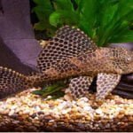 cá lau kiếng da beo