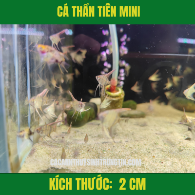 Cá Ông Tiên Mini