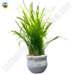 Cỏ gân lá nước (2)