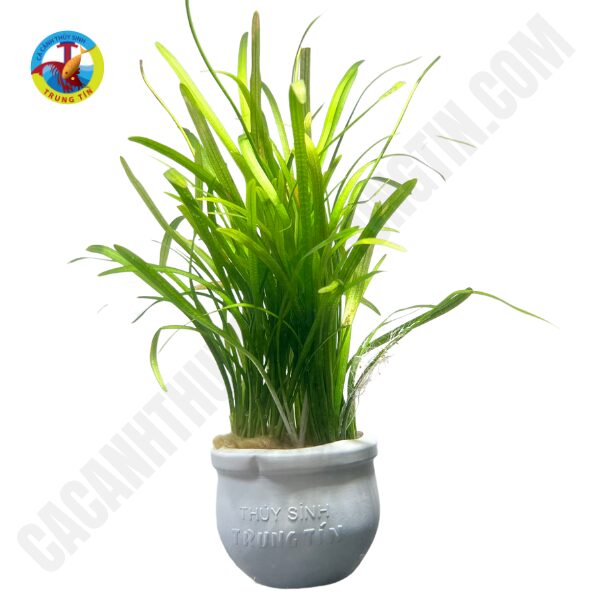 Cỏ gân thủy sinh lá nước