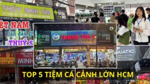 TOP 5 TIỆM CÁ CẢNH LỚN HCM