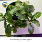 Cây Bucep Thủy Sinh