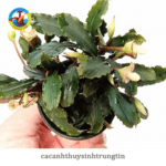 Cây Bucep Thủy Sinh