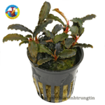 Cây Bucep Thủy Sinh