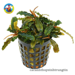 Cây Bucep Thủy Sinh