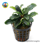 Cây Bucep Thủy Sinh