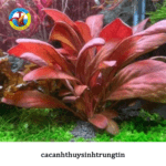 cây bắp cải đỏ thủy sinh