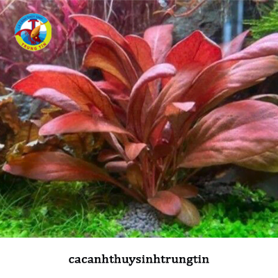 cây bắp cải đỏ thủy sinh