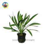 Cây Lưỡi Mèo Thủy Sinh