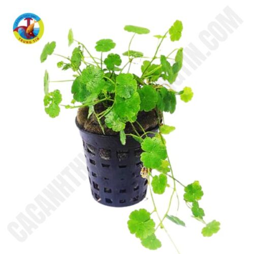 cây rau má hương