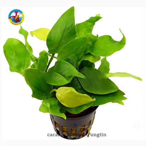 cây ráy lá vàng mini thủy sinh