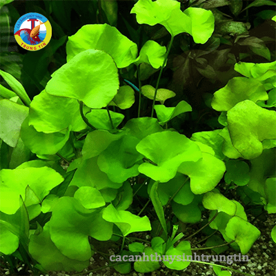 cây thủy sinh súng dù