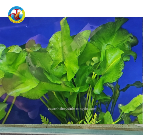 cây thuỷ sinh xà lách