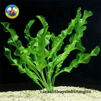 Cây Thủy Sinh Choi Xoắn