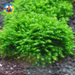 cây thủy sinh rêu đá us fiss