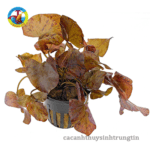 cây thủy sinh súng xác pháo