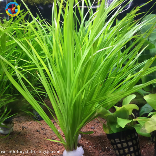 cây thủy sinh cỏ narong