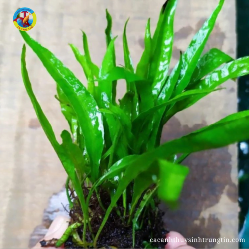 cây thủy sinh dương xỉ lá hẹp