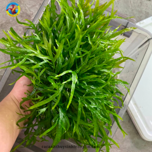 cây thủy sinh dương xỉ trident