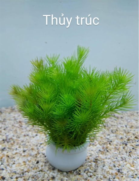 Cây thủy trúc thủy sinh