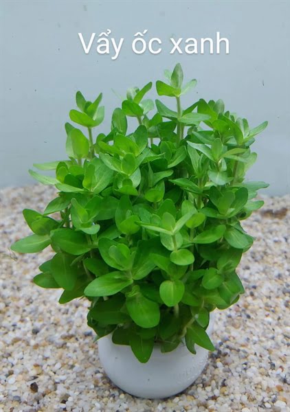 Cây vảy ốc xanh bò