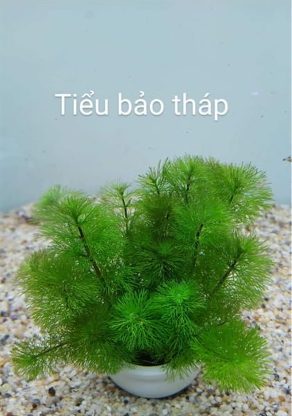 Cây Tiểu Bảo Tháp