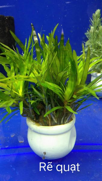 Cây Thủy Sinh Rẻ Quạt