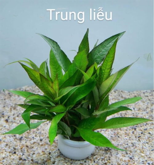 Cây Trung Liễu