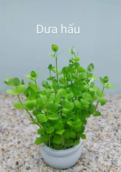 Cây Dưa Hấu