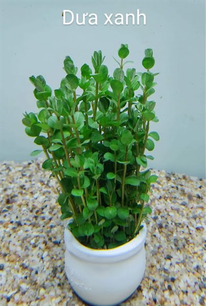 Cây Dưa Xanh Thuỷ Sinh