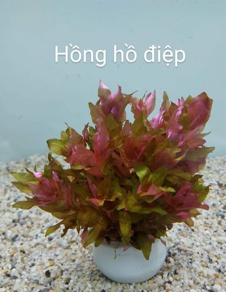 Cây hồng hồ điệp