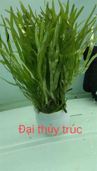 Cây Đại Thủy Trúc