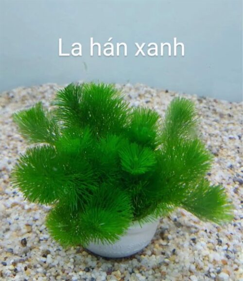 Cây la hán xanh