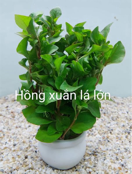 Cây Hồng Xoăn (xà lách xoong nhật)