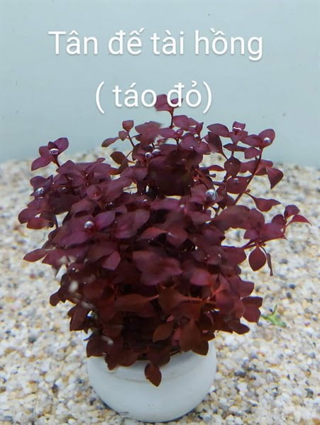 Cây tân đế tài hồng