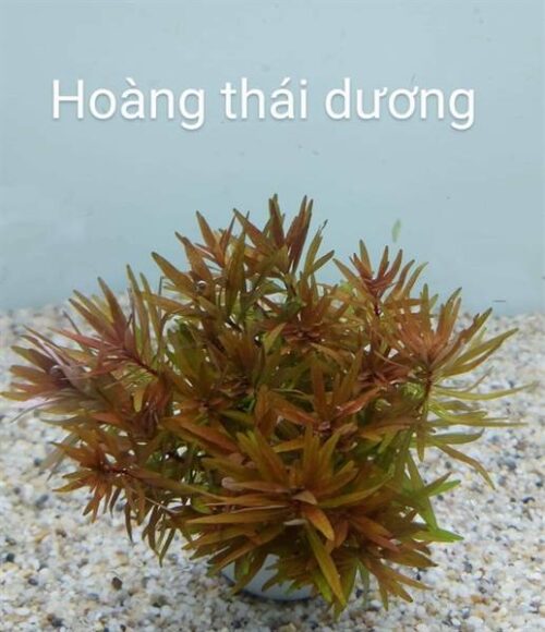 Cây Hoàng Thái Dương