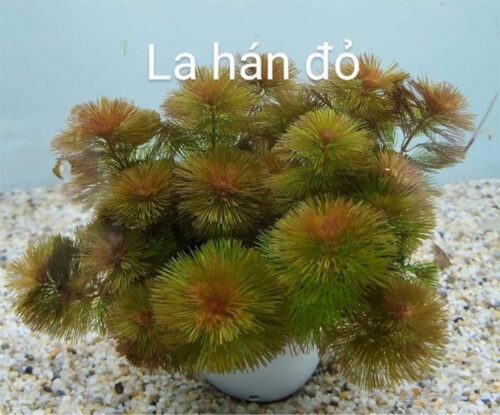 Cây la hán đỏ