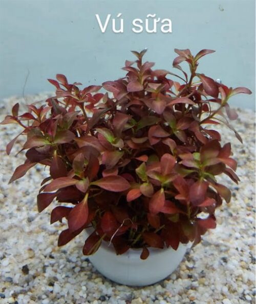 Cây Vú Sữa Thuỷ Sinh