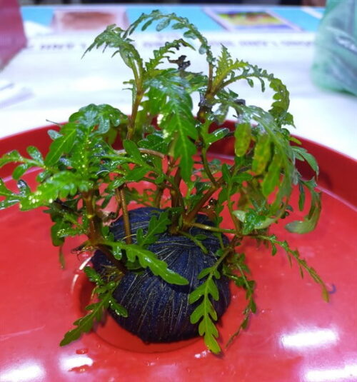 Cây Thuỷ Sinh Liễu Răng Cưa