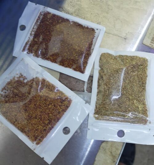 HẠT TRÂN CHÂU SỐ 2 LÁ LỚN