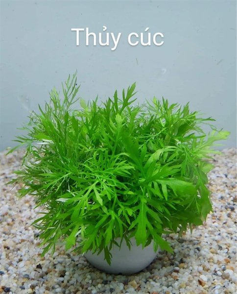 Cây Thủy Cúc