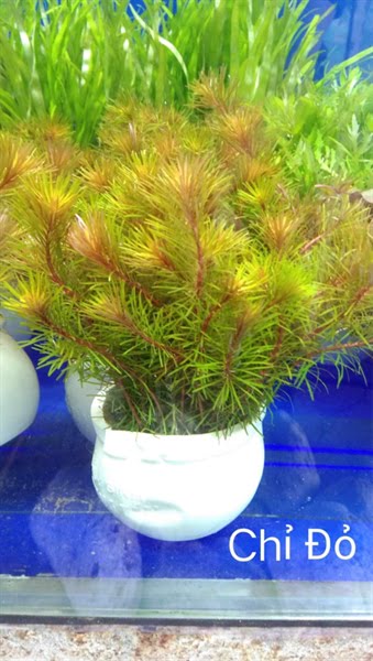 Cây chỉ đỏ (cây luân thảo đỏ)