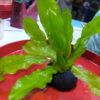 Cây Trầu MartiI Thuỷ Sinh