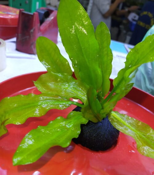 Cây Trầu MartiI Thuỷ Sinh