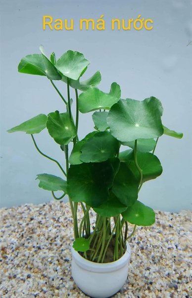 Cây Rau Má Dù