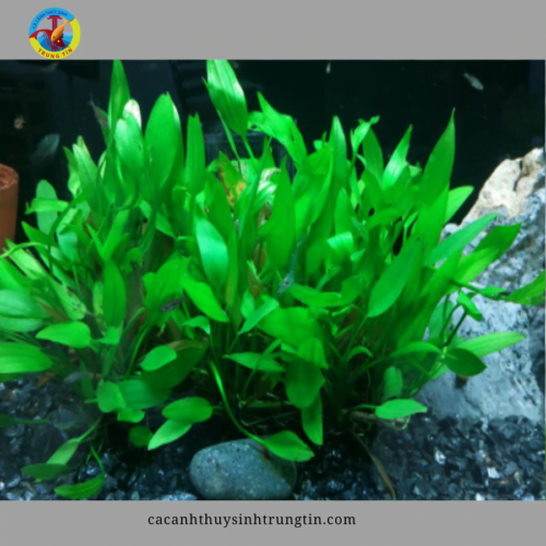 cây thủy sinh lan nước buộc vỉ