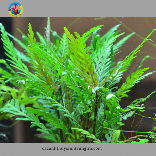 cây thủy sinh liễu răng cưa