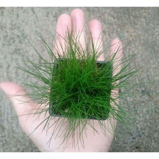 có ngưu mao chiên