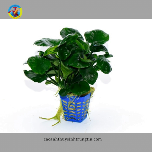 cáy thủy sinh ráy lá tròn